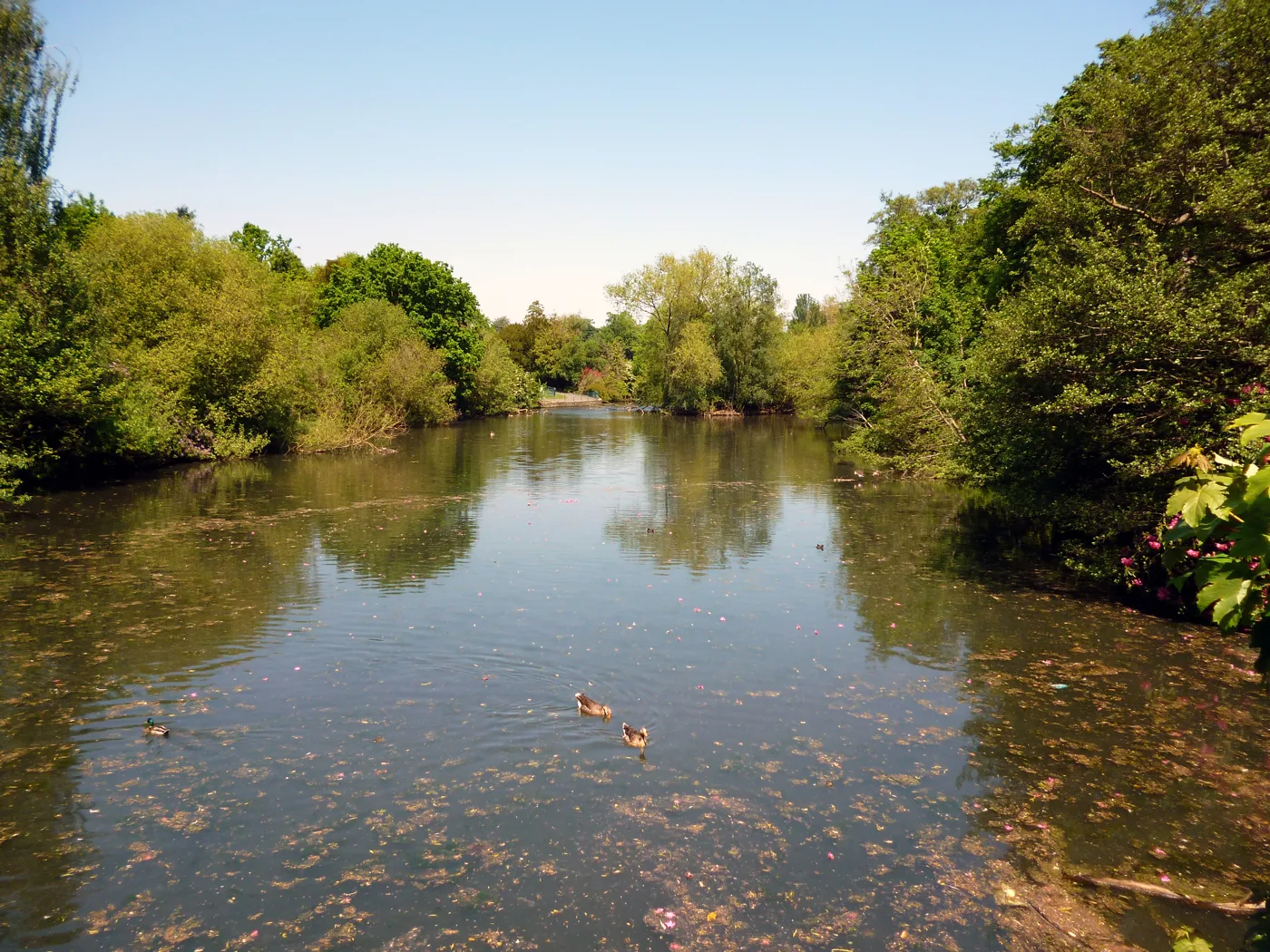 Kelsey Park in Beckenham. Its lake is one of the waterbodies where dogs are excluded under the borough's order.